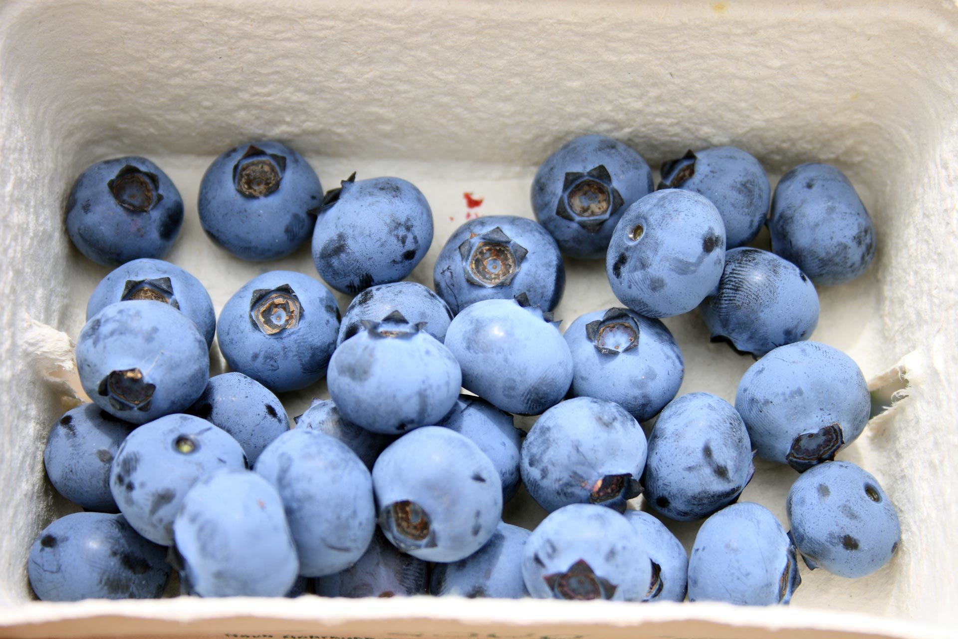 Флавоноиды в голубике снижают риск сердечного приступа у женщин на треть