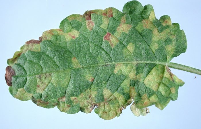 Угловые поражения из-за листовой нематоды Stachys sp.