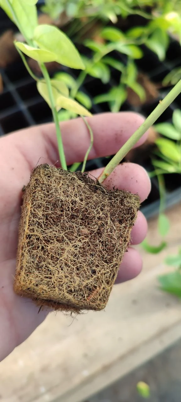 Как определить возраста саженцев голубики 1, 2 и 3 года