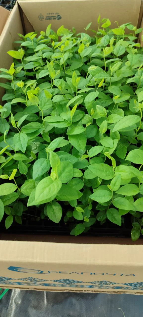 Как определить возраста саженцев голубики 1, 2 и 3 года