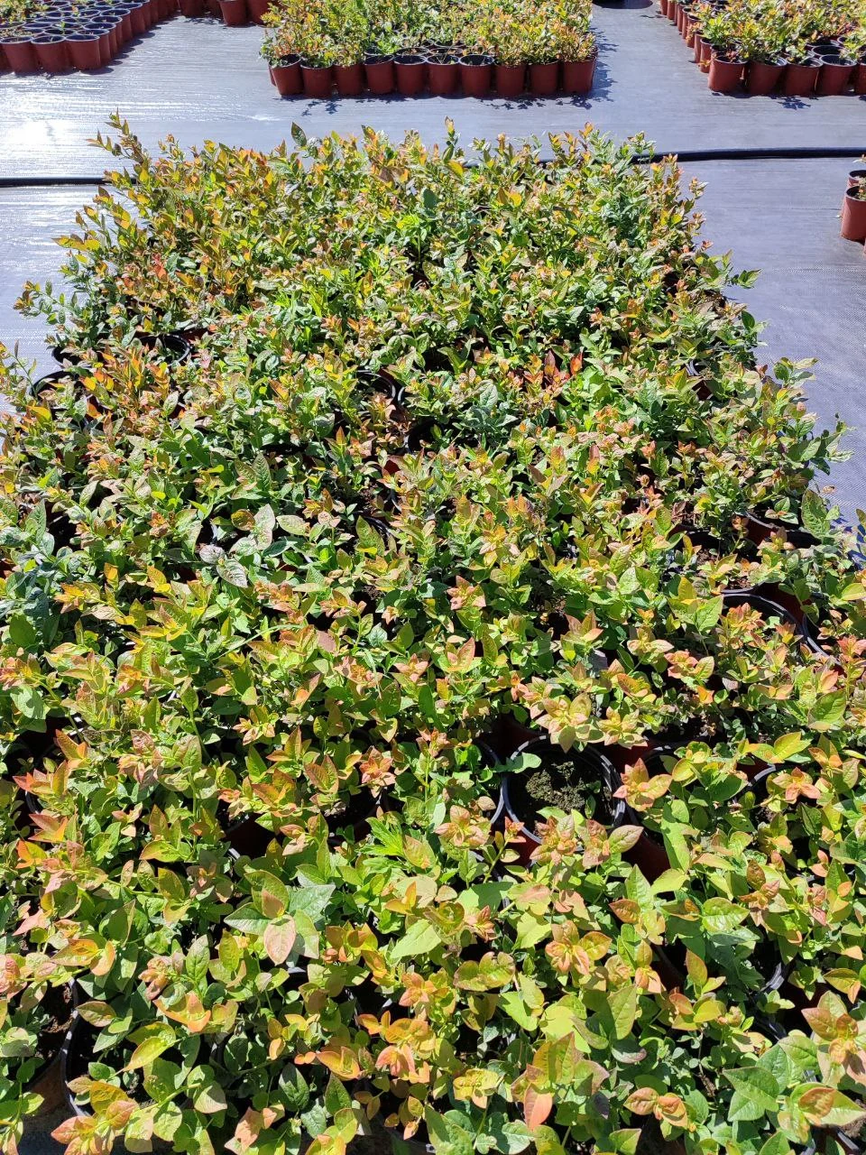 Как определить возраста саженцев голубики 1, 2 и 3 года