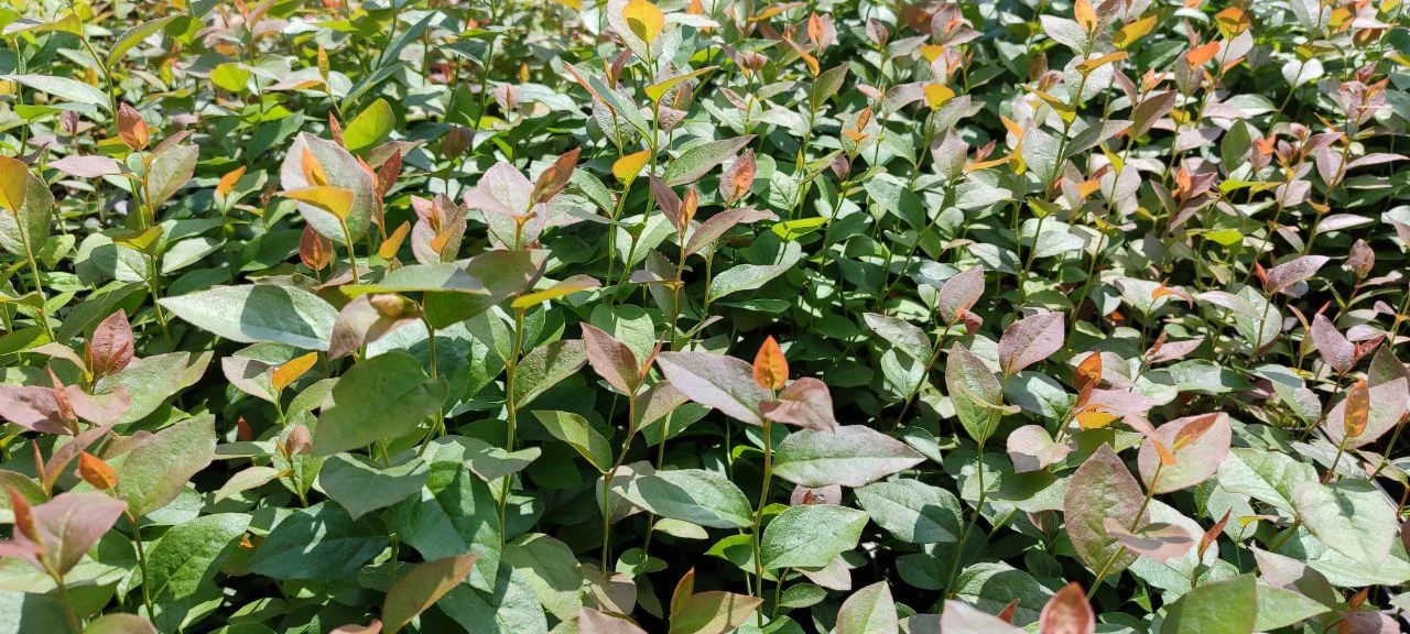 Как определить возраста саженцев голубики 1, 2 и 3 года