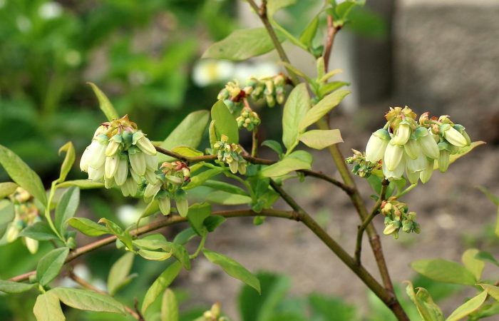 Пошаговый сезонный план для голубиковода (весна–осень): открытый грунт и контейнер