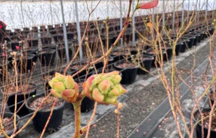 Подбор контейнера для голубики: почему объём решает всё