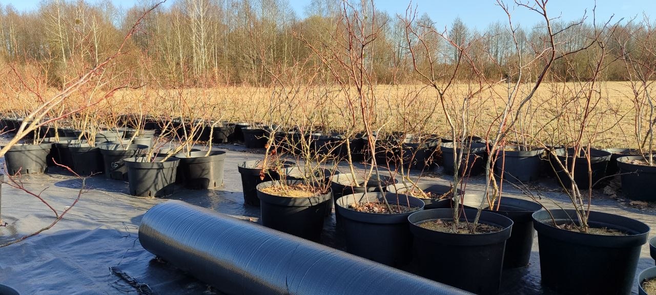 Саженцы голубики Легаси (Legacy). Контейнер C-20. 6 лет